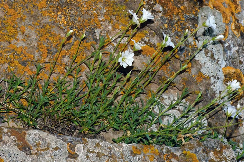 Cerastium supramontanum / Cerastio del Supramonte